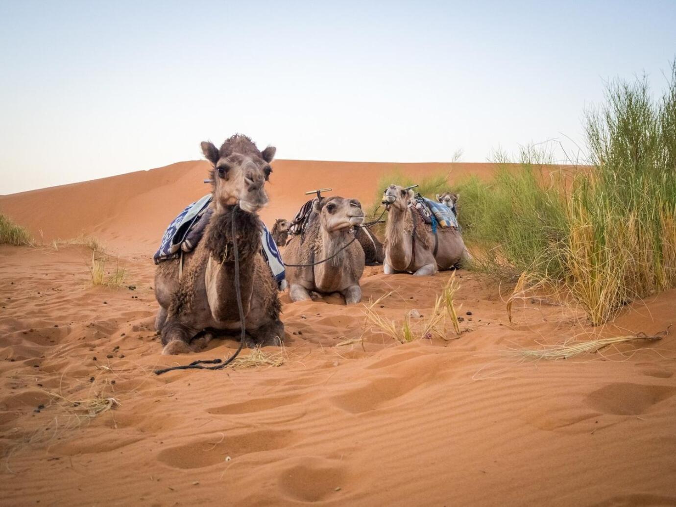 Aladdin Merzouga Camp Zewnętrze zdjęcie